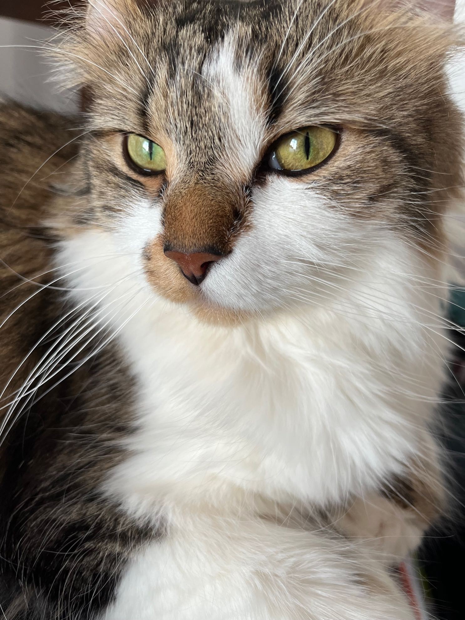 モカラテまみー