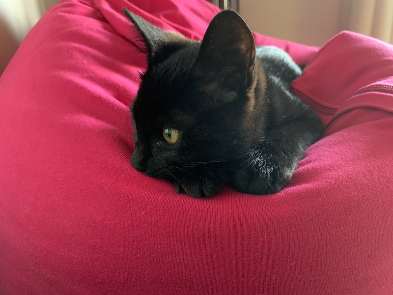 ただの辛い物好き