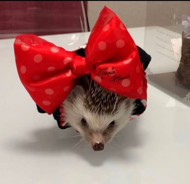 つれない シエル