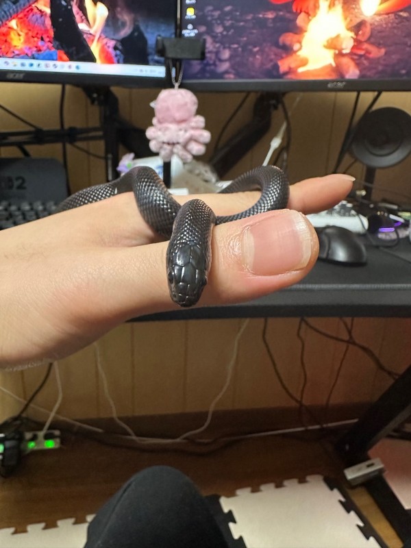ツクバネ