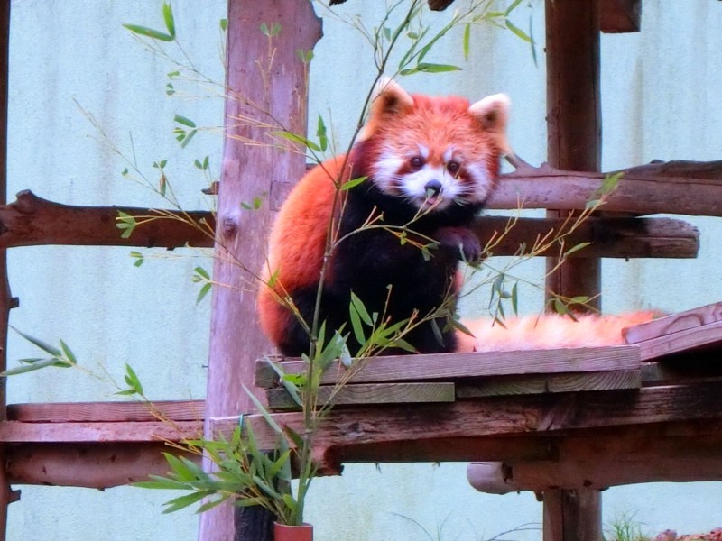 レッサーのどか