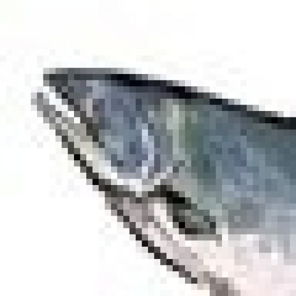 はしーさん(鮭)