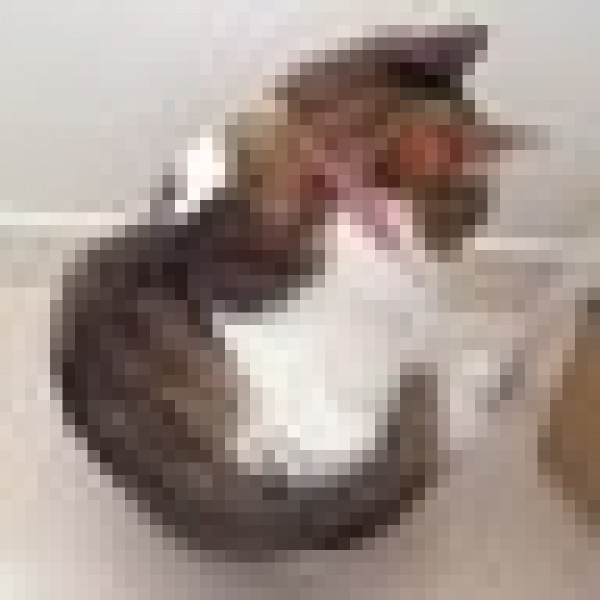 めありぃ@映画館に住みたい