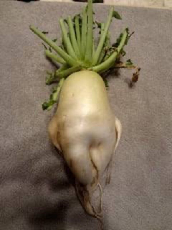 辛味を求めて三千里