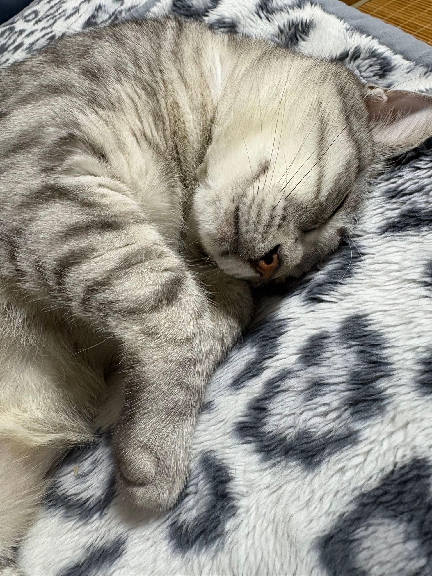 snooy
