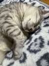 snooy