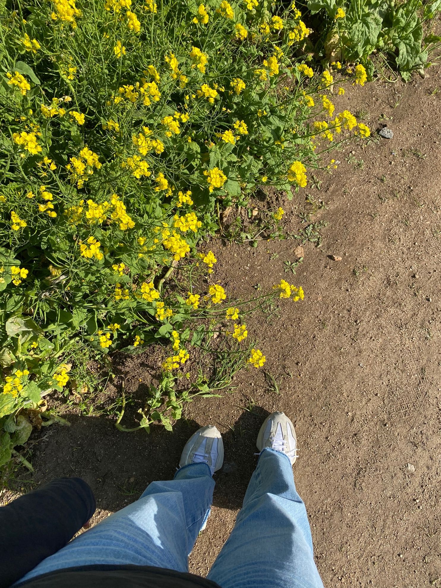 コンダンピョン