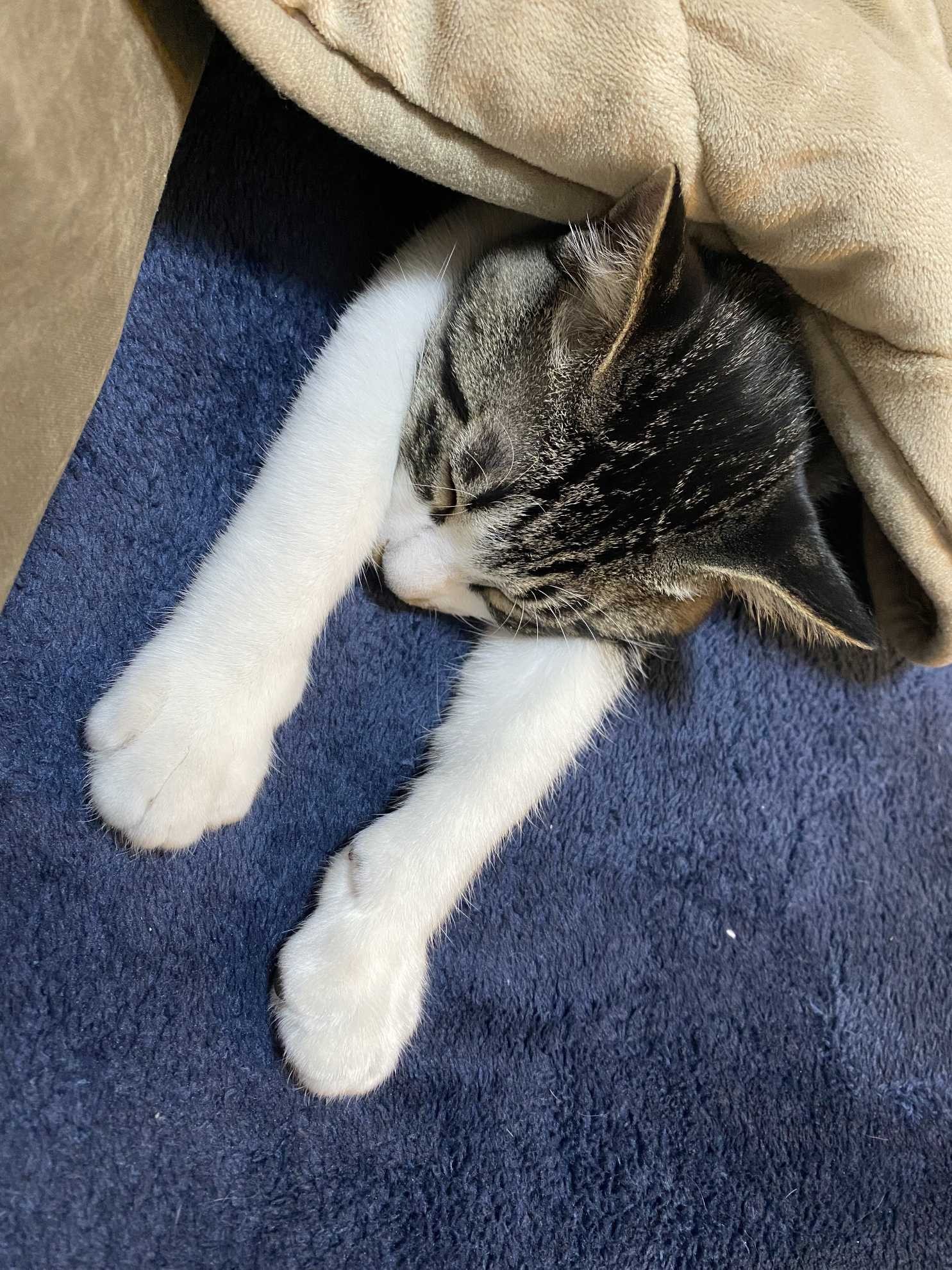 激辛若葉マーク