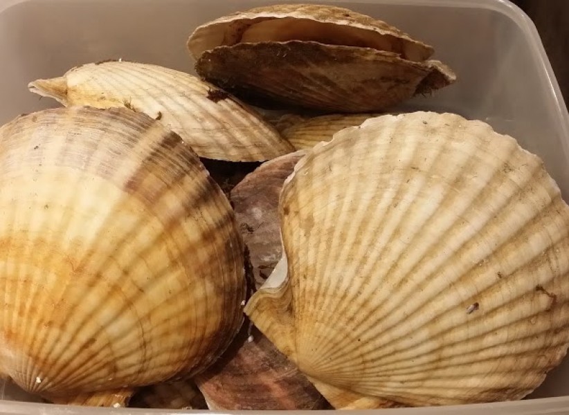 居酒屋まめひろ原宿店