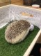 ヘルホット