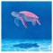 海亀仙人