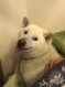 わんこ