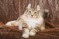 保護猫