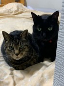 くろねこ
