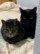くろねこ