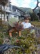 ライオン
