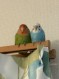 ちよこ