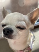 おちゃーちゃん