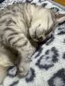 snooy
