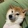 しば犬のりんご