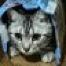 あんずといとうさん