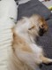 あきら