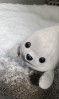 りょぴぴ