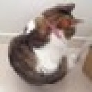 めありぃ@映画館に住みたい