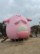 あゆみん