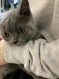 ぽん