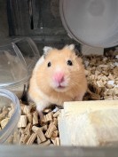 たまんちゅ