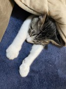 激辛若葉マーク