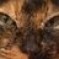 濡れ猫ミュー