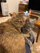 スモールキャット