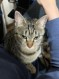 ねことおさしみ