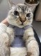 猫さんくん