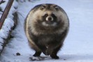 うめちゃん