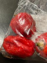 トリニダートスコーピオン