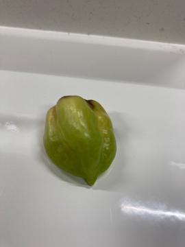 ハバネロ
