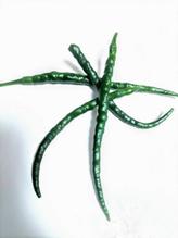 生ジャワトウガラシ