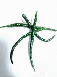 生ジャワトウガラシ