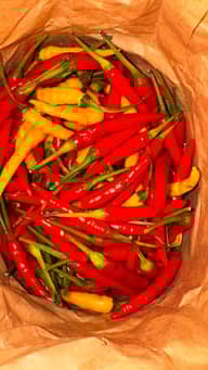 いろいろな唐辛子 鬼辛