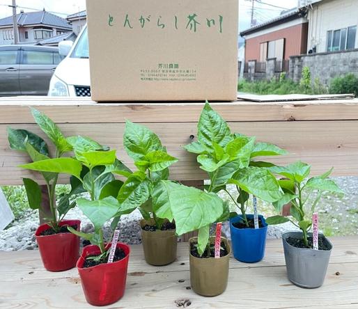 とうがらしの苗 ♾️