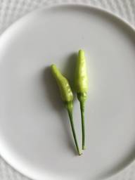 島唐辛子